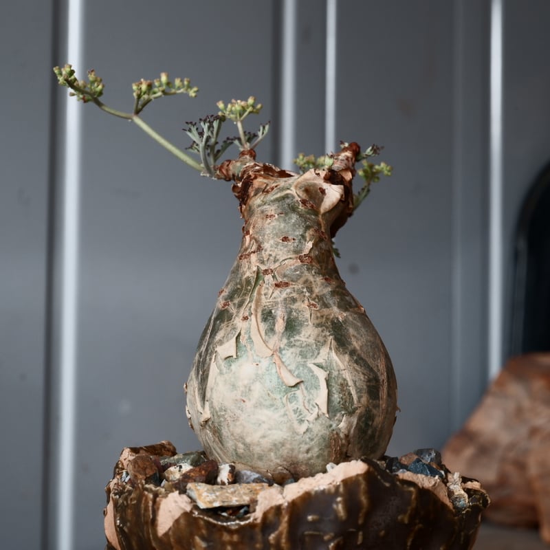 ミニサイズ キフォステンマ ベティフォルメ ナローリーフ ソマリア産