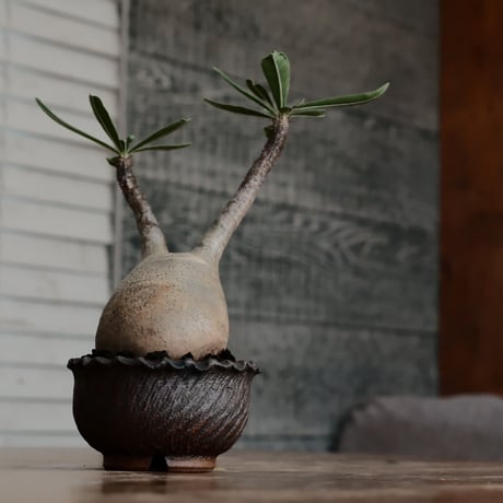 発根済 グラキリス  - 象牙宮 - size S［No.223］  ×  與那嶺大輔 作 「琉球飛び鉋」3号 植木鉢