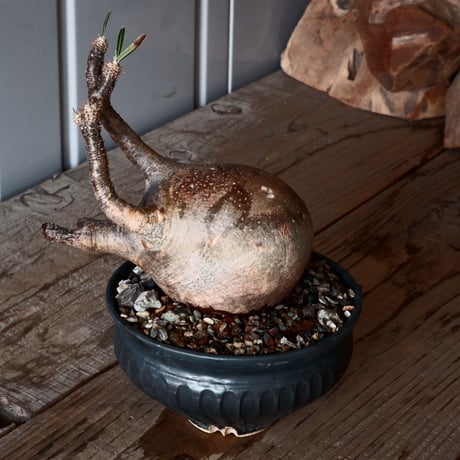 グラキリス φ9.5cm - 象牙宮-［No.55］× 森田昌求 作【 CLAW - L - 】4号 植木鉢 笠間焼