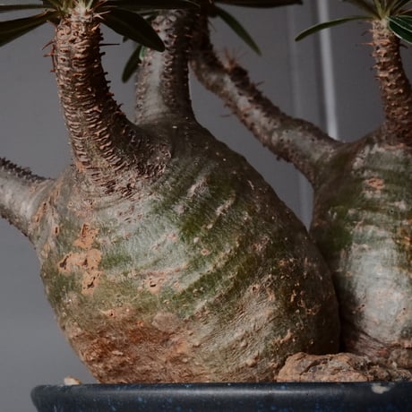 多頭グラキリス φ13cm - 象牙宮 -［No.74］  ×   森田昌求 作 「 CLAW - L - 」 4号 植木鉢 笠間焼