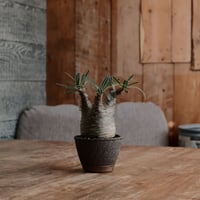 発根済 グラキリス  - 象牙宮 - size S［No.221］  ×  與那嶺大輔 作 「琉球飛び鉋」3号 植木鉢