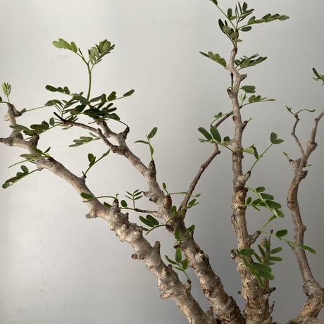 センナ メリディオナリス  発根済 現地株 SE-01 × S.N.Pot - crown - 3号鉢