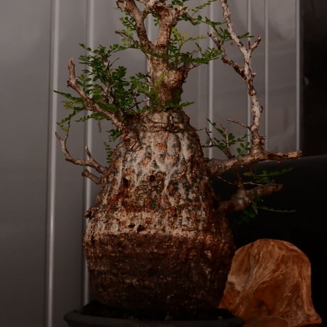 オペルクリカリア パキプス φ13cm［No.25］  × 磯部祐介 作品【 瓦 - kawara - "金剛"  】 5号 植木鉢 笠間焼
