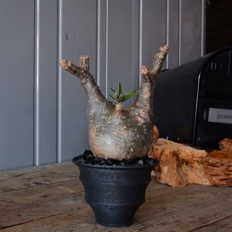 CATEGORY 沖誠 作 植木鉢 | Botanical Holic
