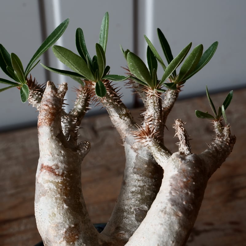 パキポディウム　ブレビカリックス isla del pescado - Pachypodium densiflorum var. brevicalyx