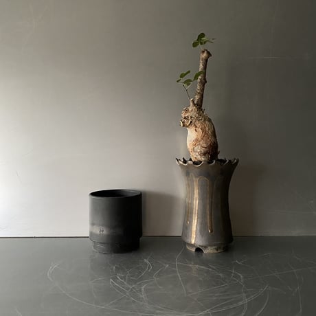 発根済 コミフォラ オルビクラリス SN-20 × S.N.Pot "長鉢 " - crown - 4号鉢 ［作家  "根本峻吾"］