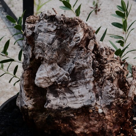 Old Olive 古木オリーブ［No.01］× 根本峻吾 作品【 S.N POT type.slim - low「 迅雷 」φ25cm 】植木鉢  笠間焼