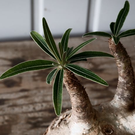 グラキリス φ8cm - 象牙宮 -［No.56］  × 磯部祐介 作「 彩 - sai - 」3号 植木鉢 笠間焼