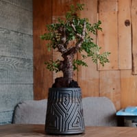 コミフォラ モンストローサ［No.39］  ×  根本峻吾 作 S.N POT type.tall「 鐡 - kurogane - 」4号 植木鉢 笠間焼