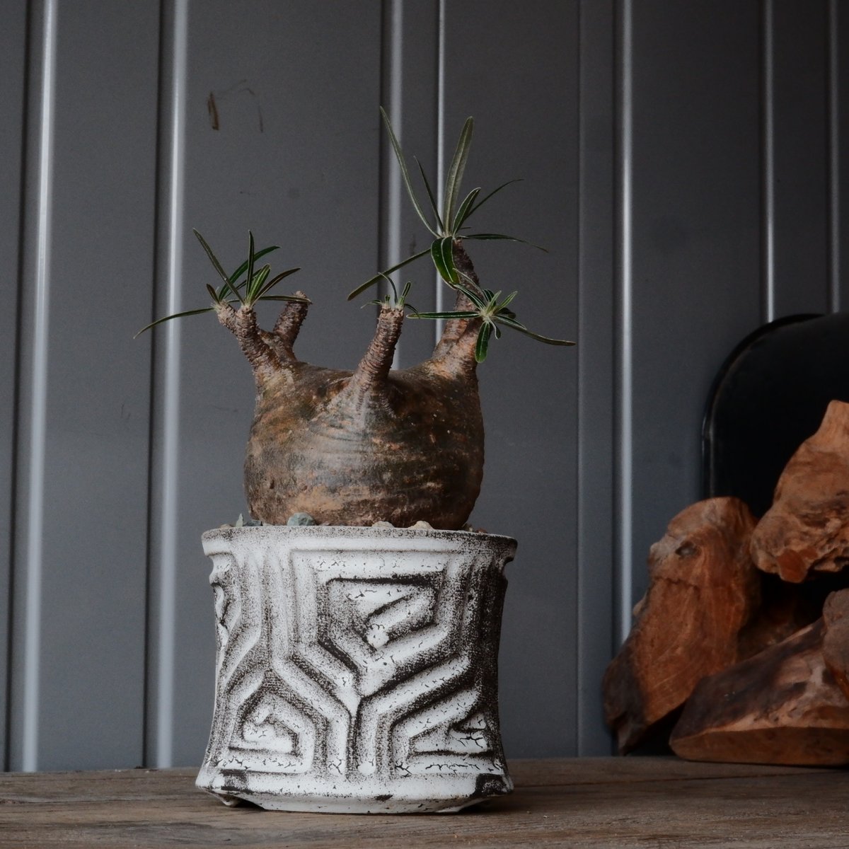 グラキリス φ8.5cm - 象牙宮- ［No.79］ × 根本峻吾 作 S.N PO