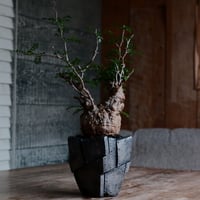 オペルクリカリア パキプス［No.51］  ×   沖誠 作「 Rivet - 銀彩 - 」五角 3号 植木鉢  笠間焼
