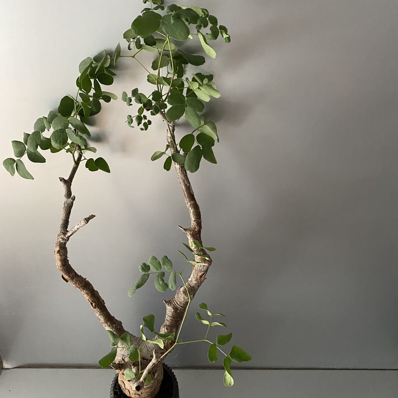 デロニクス プミラ 発根済 現地株 BDP-01 | Botanical Holic