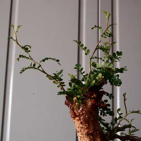 大株 オペルクリカリア パキプス φ 18cm ［No.34］  ×   根本峻吾 作 S.N POT  type.slim-low「 月光ノ鐵 」 7号 植木鉢