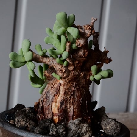 ケラリア ピグマエア 現地株 発根済 ［No.41］  ×   沼野秀章 作「 black wrap 」2.5号 植木鉢 笠間焼