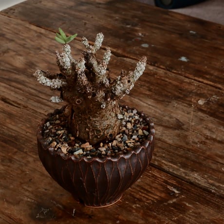 チレコドン ペアルソニー［ No.48］  ×  中野明彦 作 「 KIRIKO」3.5号 植木鉢 笠間焼