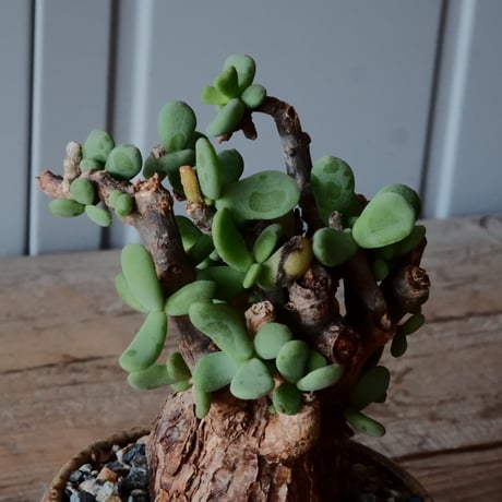 ケラリア ピグマエア［No.45］  × 磯部祐介 作品【 円 - en - "彩り" 】2.5号 植木鉢 笠間焼
