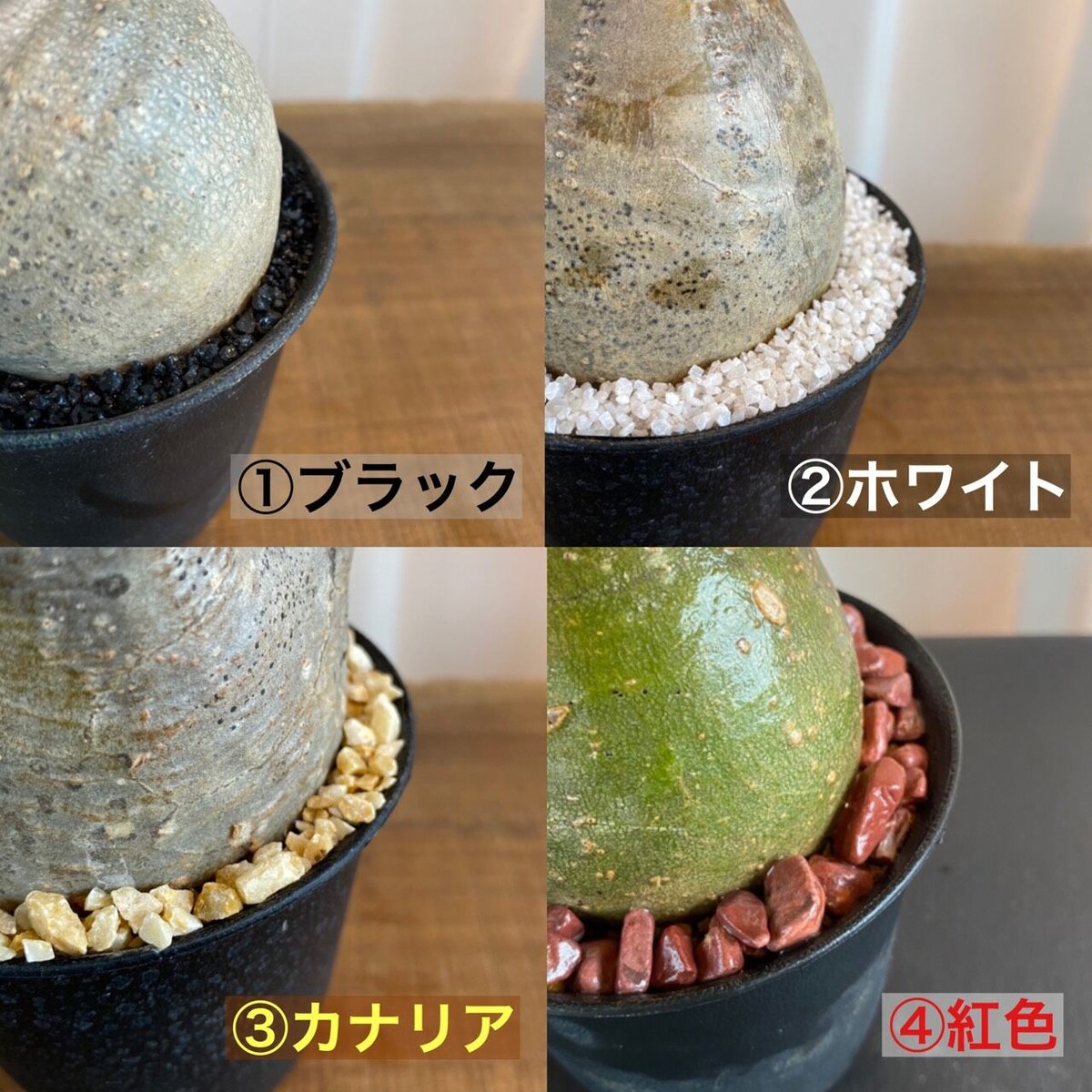 グラキリス 発根済 200年8月輸入 現地株】BH-B39 『4色から選べる化粧