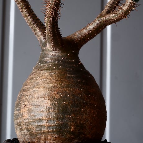 グラキリス φ8.5cm - 象牙宮-［No.44］× 根本峻吾 作 S.N POT type.round「 爪牙 -堕天白- 」3号鉢 笠間焼