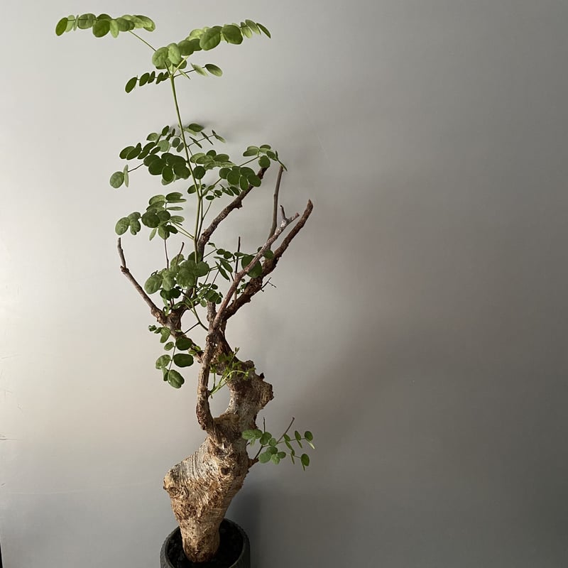 デロニクス プミラ 発根済 現地株 BDP-02 | Botanical Holic