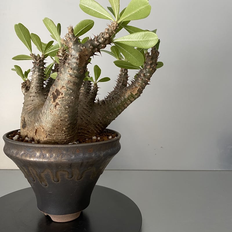 発根済 マカイエンセ 魔界玉 現地株 BG-141 × S.N.Pot - horizon -