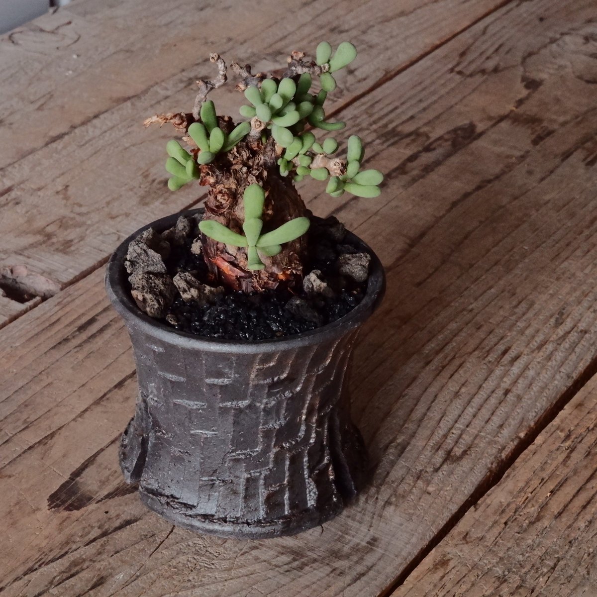 ケラリア ピグマエア 現地株 発根済 ［No.41］ × 沼野秀章 作「 black w 