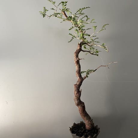 発根済 モンストローサ MO-07  × S.N.Pot " 長鉢"- crown - 4号鉢 ［作家  "根本峻吾"］