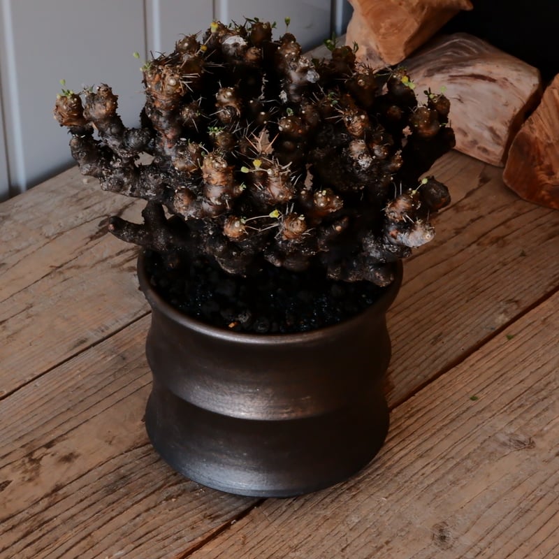 【現地球】オトンナ　ユーフォルビオイデス fit=scale-down,w=1200