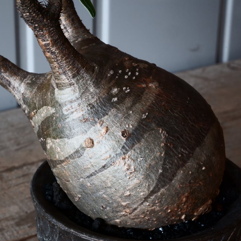 パキポディウム　グラキリス現地球発根後1年経過（鉢　沼野秀章） パキポディウム グラキリス現地球発根後1年経過（鉢 沼野秀章）