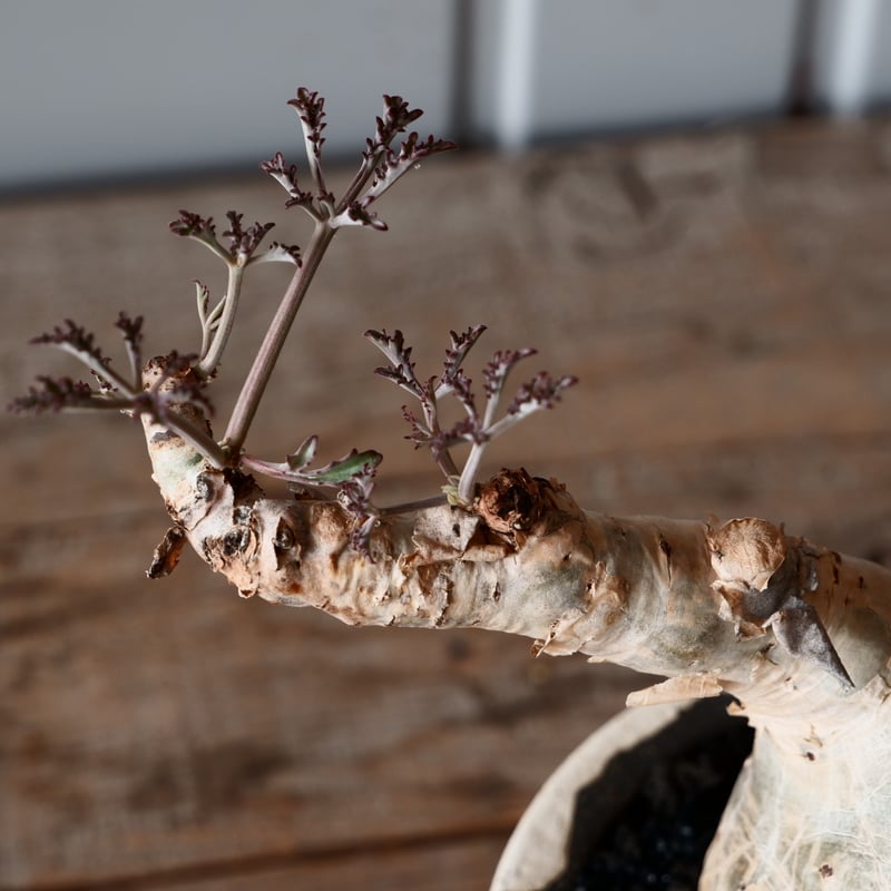 丸株 キフォステンマ ベティフォルメ ナローリーフ ソマリア産 輸入株