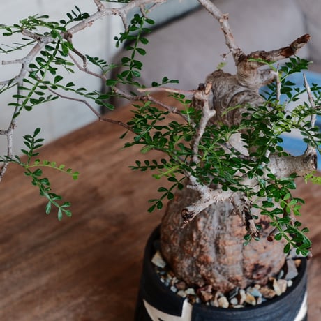 オペルクリカリア パキプス φ12cm［No.35］  ×   根本峻吾 作 S.N POT 「 雷電 - raiden - 」5号 植木鉢 笠間焼