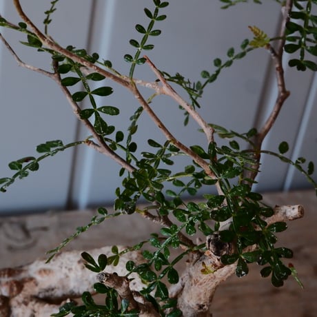 オペルクリカリア パキプス φ 14cm［No.09］  ×   與那嶺大輔 作 「琉球飛鉋」5号 植木鉢