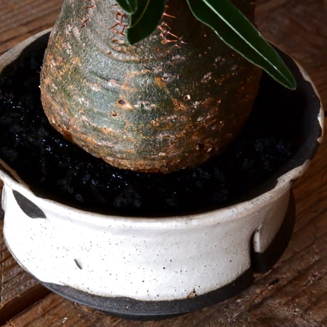 グラキリス φ8cm - 象牙宮 - ［No.11］  ×   沼野秀章 作「 black wrap 」3号 植木鉢 笠間焼