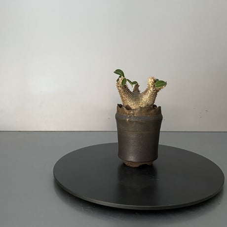 発根済 超チビ マカイエンセ 魔界玉 現地株 BG-137 × S.N.Pot - crown - 2号鉢 ［作家  "根本峻吾"］