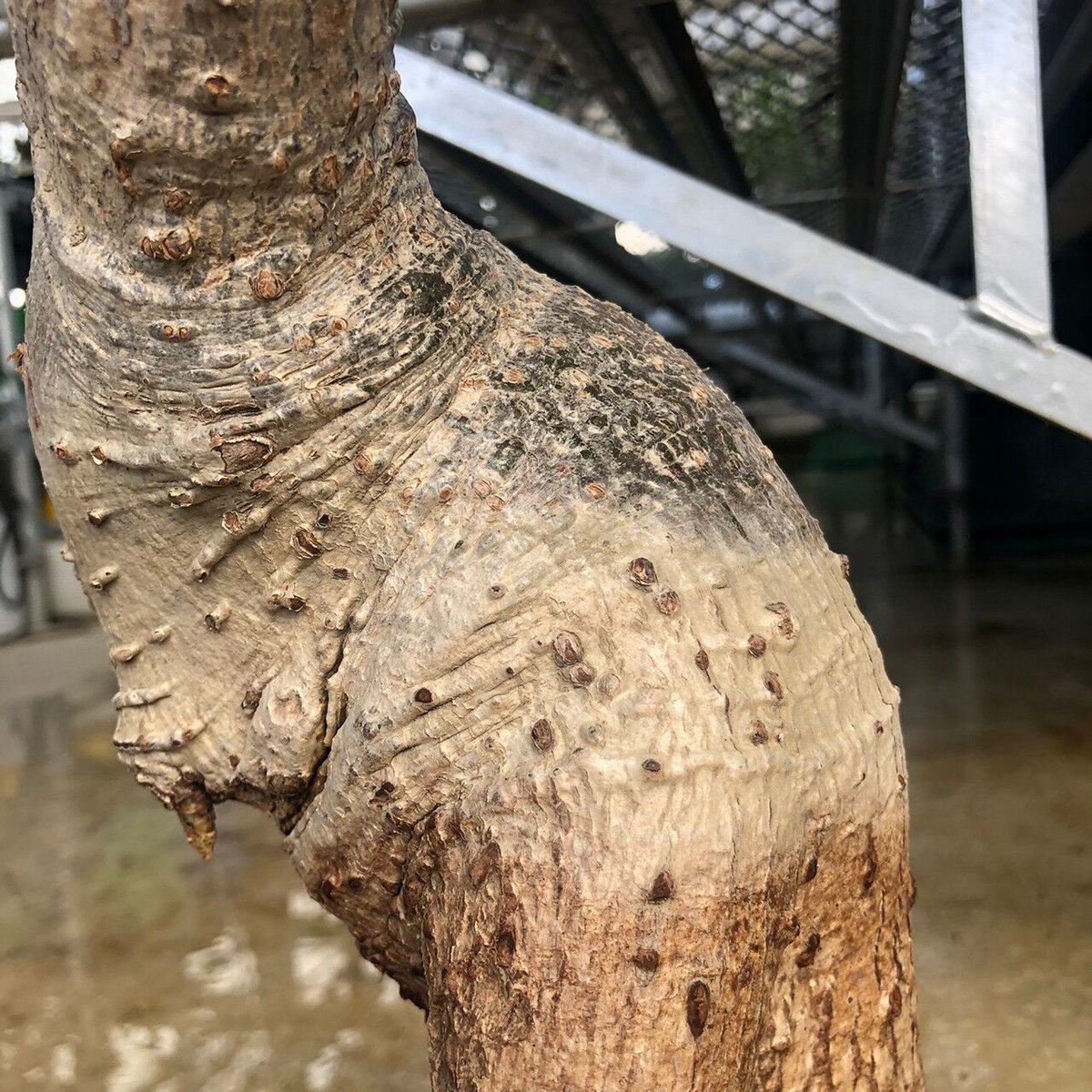 発根済み3年経過　バオバブ・アダンソニア Adansonia madagascariensis(アダンソニア・マダガスカリ