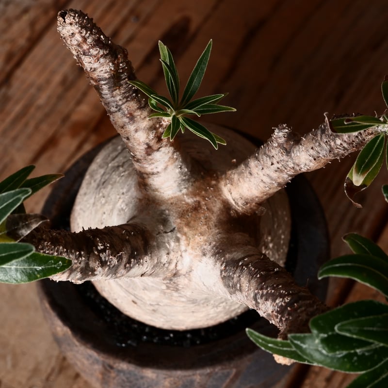 グラキリス φ8cm - 象牙宮 - ［No.30］ × 沼野秀章 作「 black w