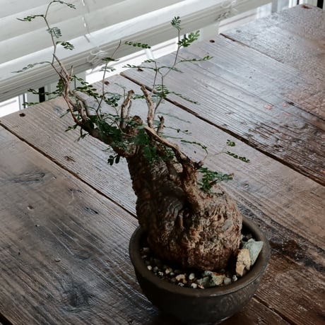 オペルクリカリア パキプス φ10cm［No.7］  ×  磯部祐介 作「 円 - en -  金剛 / 飛び鉋 浅鉢 ver. 」4号 植木鉢