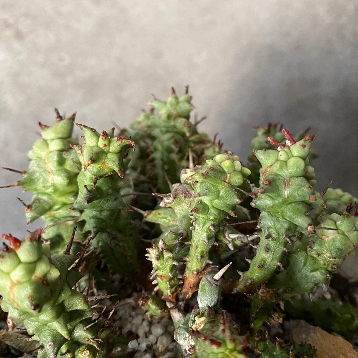 ホリダ モンストローサ 変異体 群生［ No.10 ］× S.N.Pot 