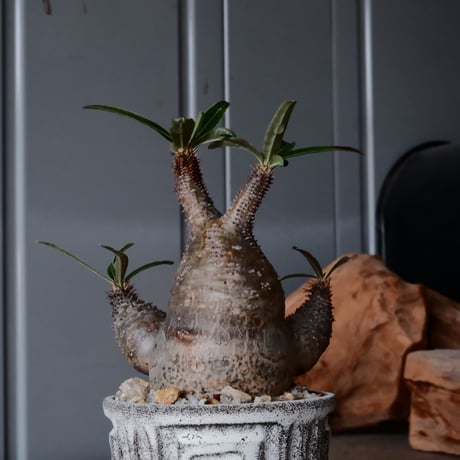 三頭 グラキリス φ8cm  - 象牙宮- ［No.33］  ×   根本峻吾 作 S.N POT type.slim「 月光ノ鐵」3号 植木鉢 笠間焼