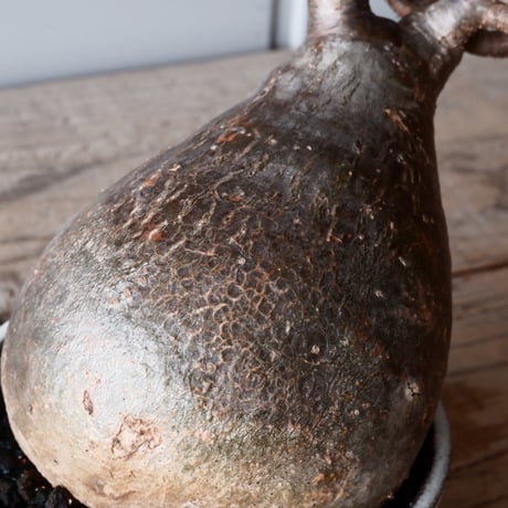 グラキリス φ12cm - 象牙宮-［No.16］× 根本峻吾 作 S.N POT type.low「 鐵 -堕天白- 」4.5号鉢 笠間焼