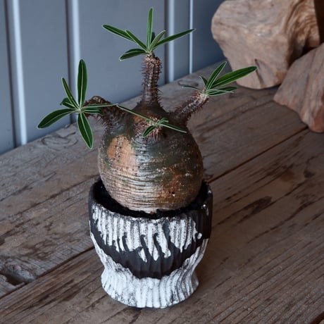 グラキリス φ8.5cm - 象牙宮-［No.27］× 根本峻吾 作 S.N POT type.round「 爪牙 -堕天白- 」3号鉢 笠間焼