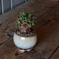 発根済 多頭 グラキリス 21 ×【 盆 - bon - 