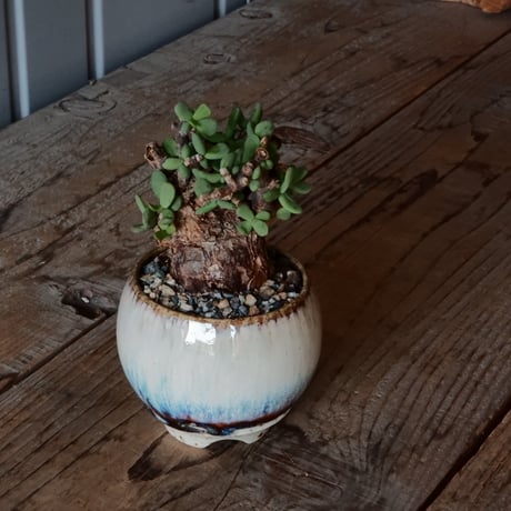 CATEGORY ケラリアピグマエア - Pygmaea - | Botanical Holic CATEGORY ケラリアピグマエア - Pygmaea - | Botanical Holic