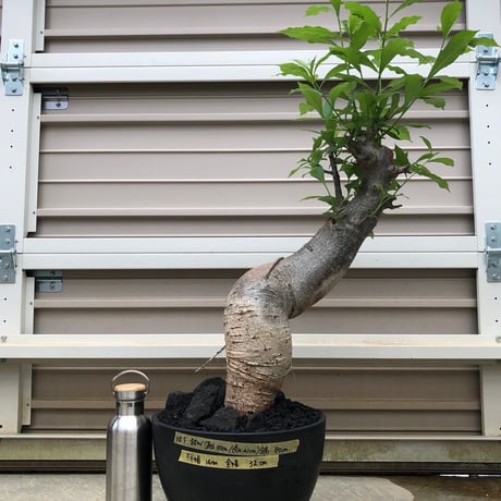 特大 バオバブ アダンソニア 変形タイプ / Baobab Adansonia［No.05］