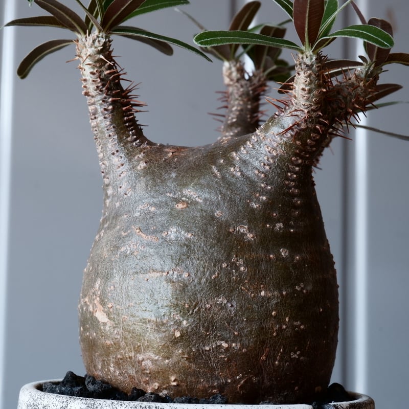 グラキリス　現地球　根本峻吾⁡鉢付き　美株　発根済み　長期管理株　大株 グラキリス φ8cm - 象牙宮- ［No.04］× 根本峻吾 作 S.N POT