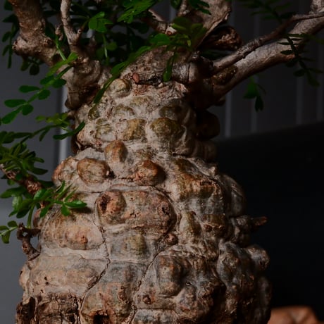 オペルクリカリア パキプス φ9cm［No.27］  × 沖誠 作品【 Bark / upper spread 】3号 植木鉢 笠間焼