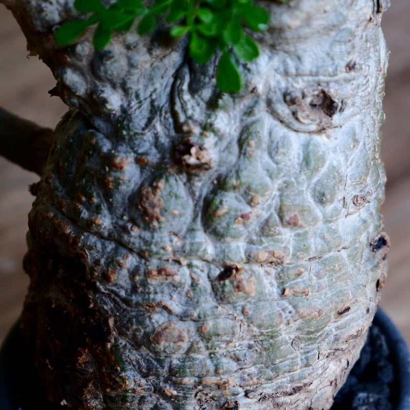 緑肌 オペルクリカリア パキプス［No.16］ × 根本峻吾 作 S.N POT type