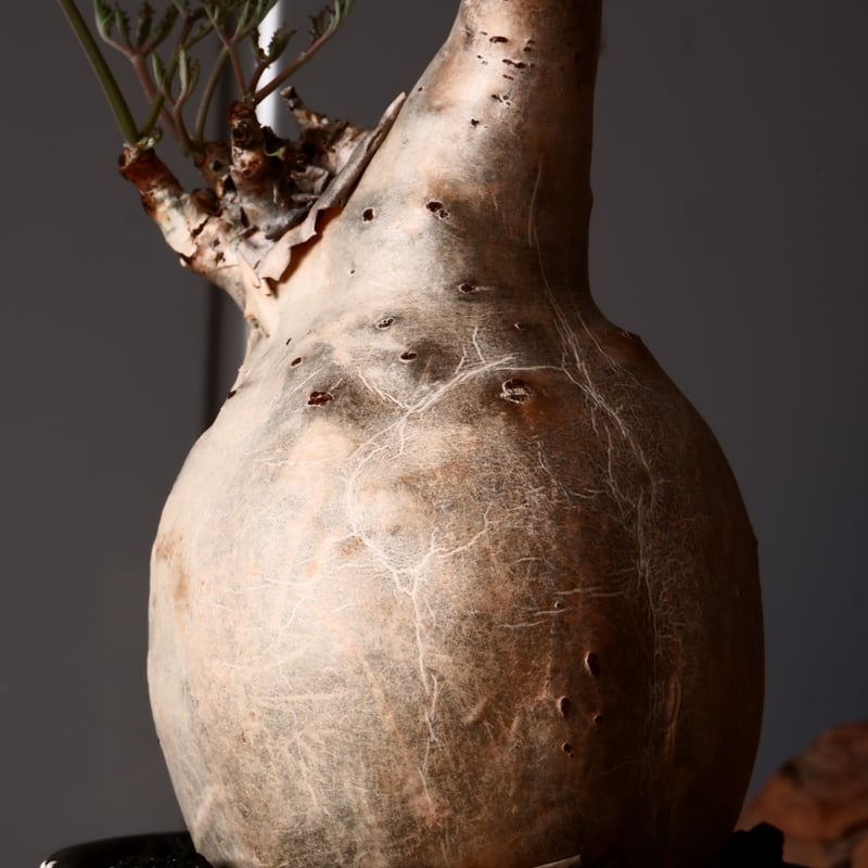 l*n様 開花中 キフォステンマ ベティフォルメ ソマリア ナローリーフ 発根済 l*n様 開花中 キフォステンマ ベティフォルメ ソマリア ナロー