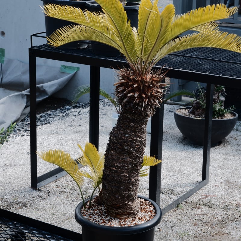 黄金ソテツ 黄金ソテツの妖しい輝き | コタブロ日記 多肉植物・ヤシ