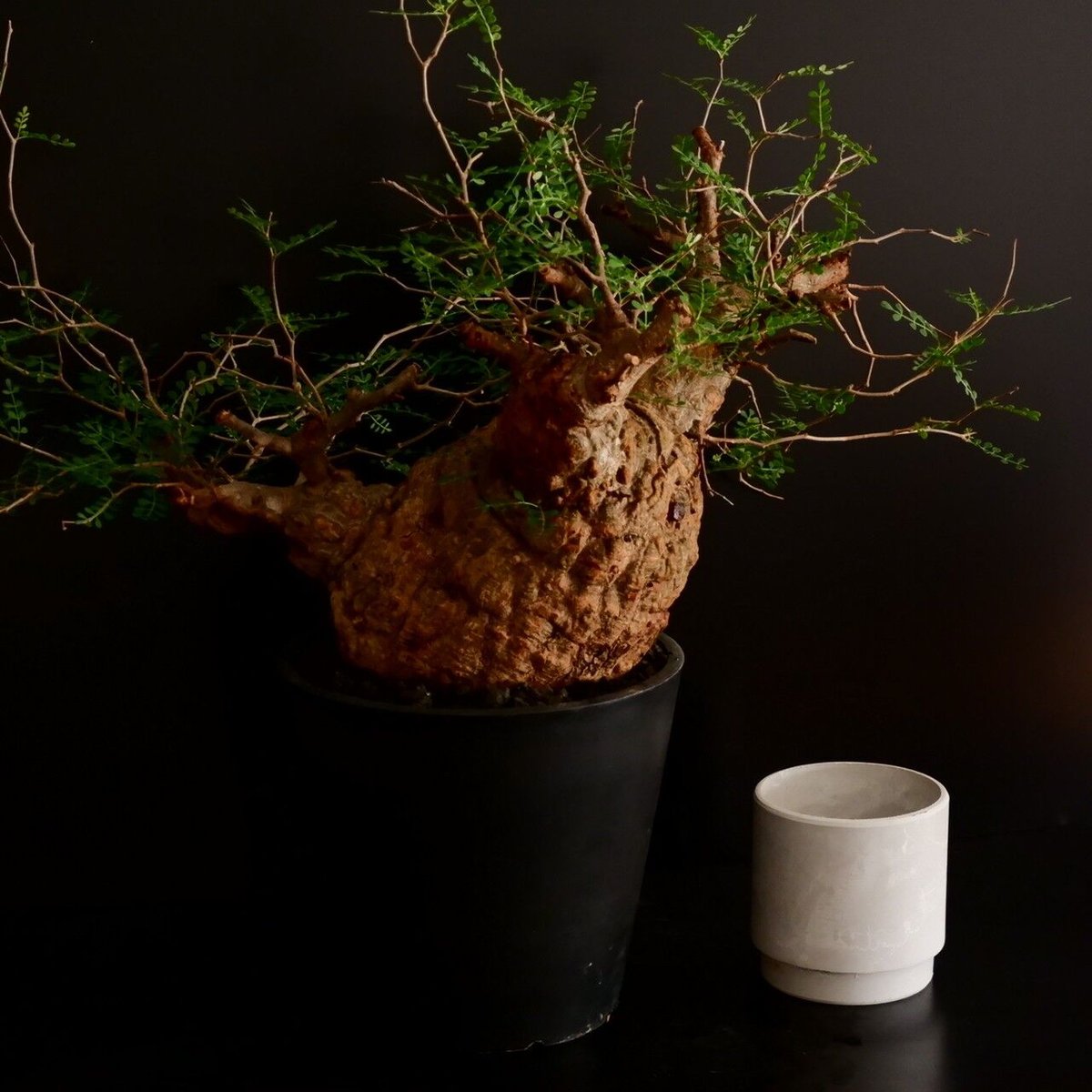 大型 扁平 生物型 パキプス 06 ［幹幅20cm ］ 7号鉢 | Botanical Holic