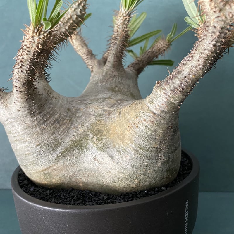 発根済 美株 グラキリス VAG-05 × VALIEM BOWL［ROUGH ACT 2 /